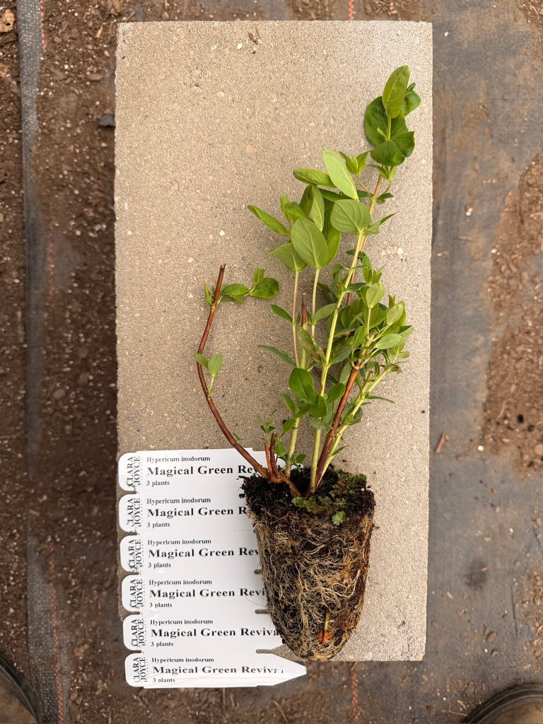 Hypericum inodorum 'Magical Green Revival'