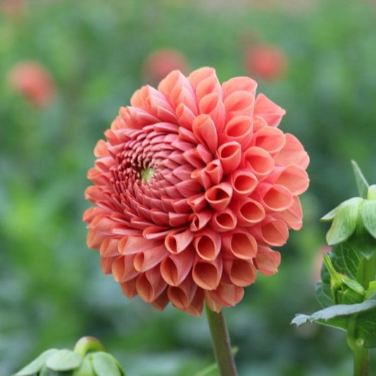 Dahlia Tuber 'Cornel Bronze'