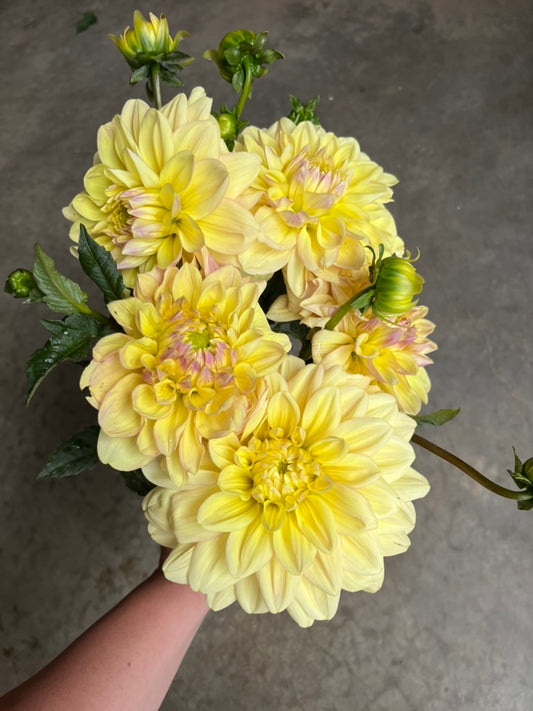 URC Bulk - Dahlia 'Wyn's New Pastel' (50 ct)