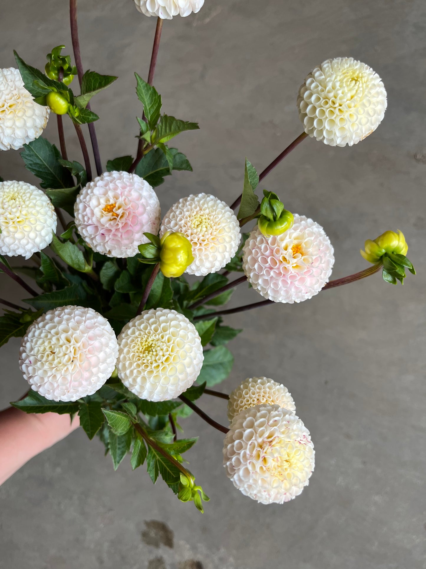 RC- Dahlia 'Small World'  (1 plant)