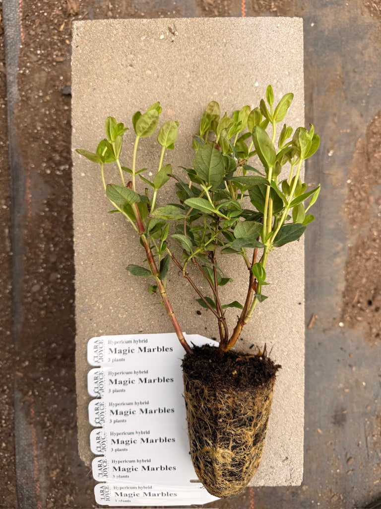 Hypericum hybrid 'Magic Marbles Red'