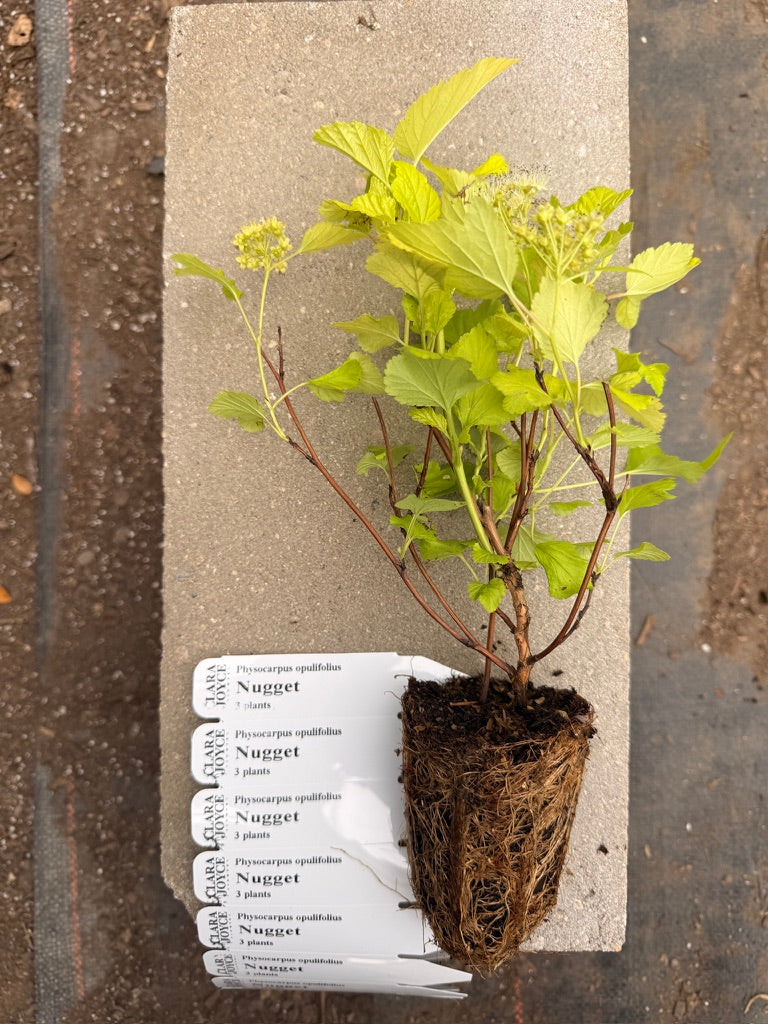 Physocarpus opulifolius 'Nugget'