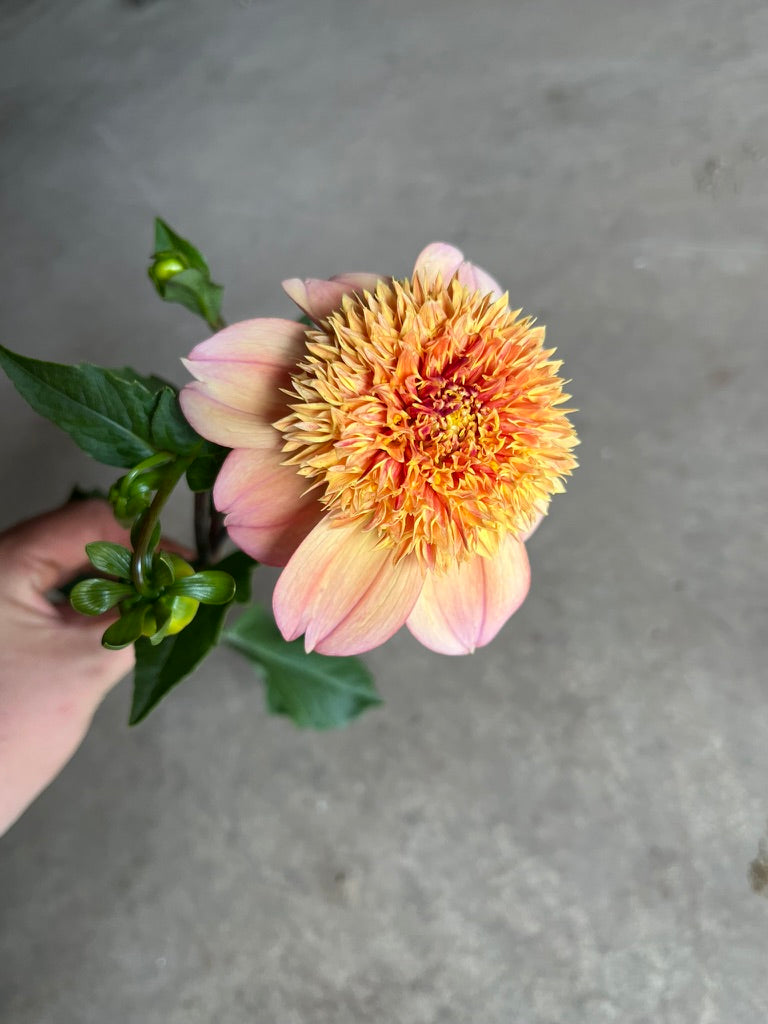 RC- Dahlia 'Sandia Brocade' (4 pack)
