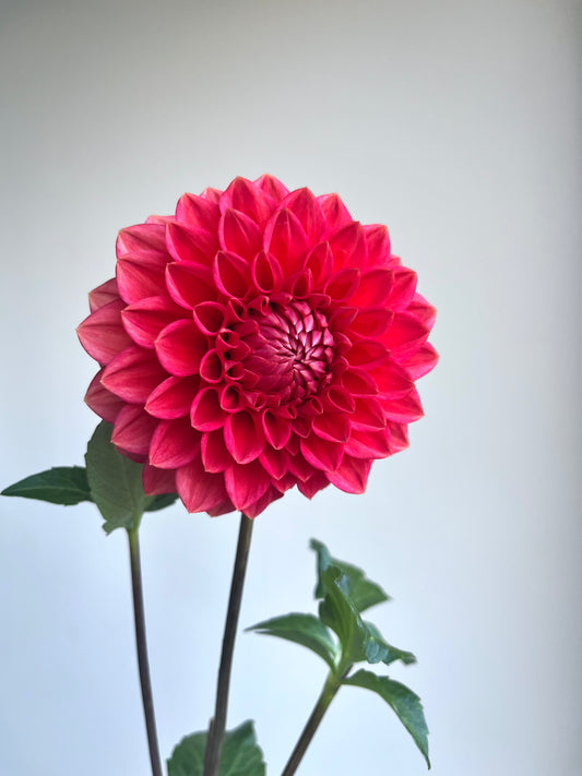 RC- Dahlia 'Intrigue'  (4 pack)