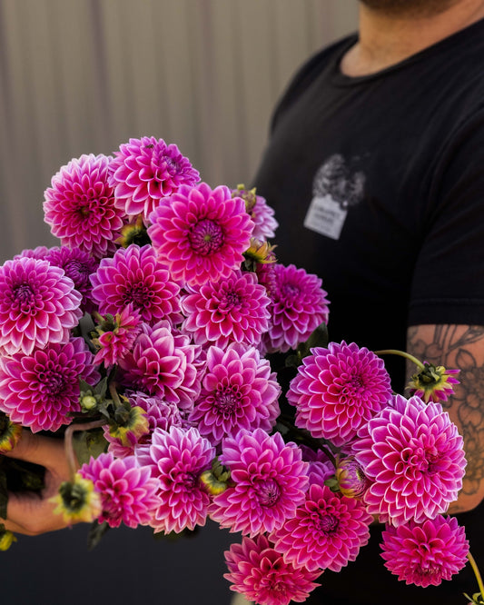 Dahlia Tuber 'Pink Sylvia'