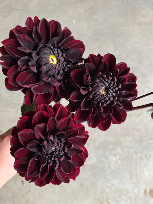 RC- Dahlia 'Manoa'  (4 pack)
