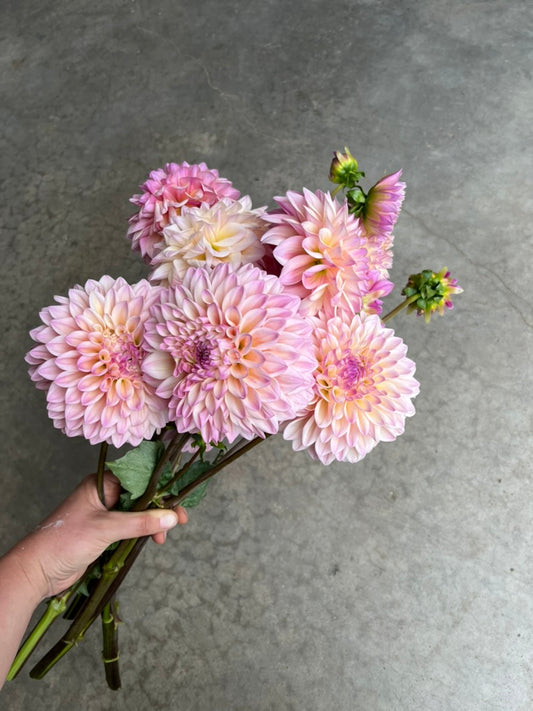 URC 'Coralie' Dahlia 10 Cuttings