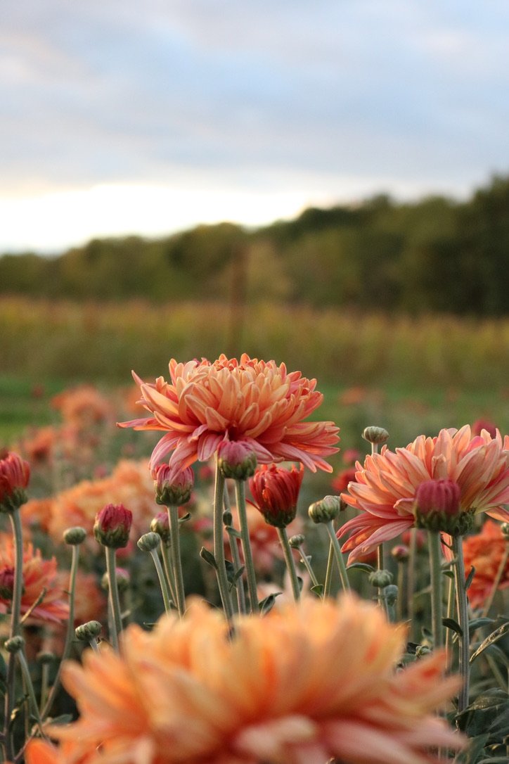 RC- Heirloom Chrysanthemum 'Fall Affair'