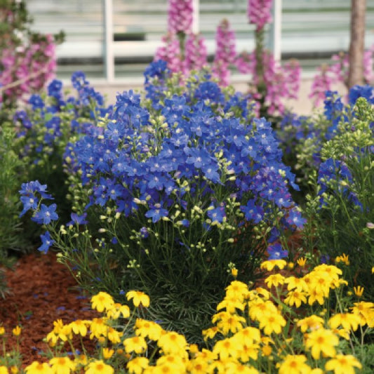 Delphinium grandiflorum 'Blue Mirror'