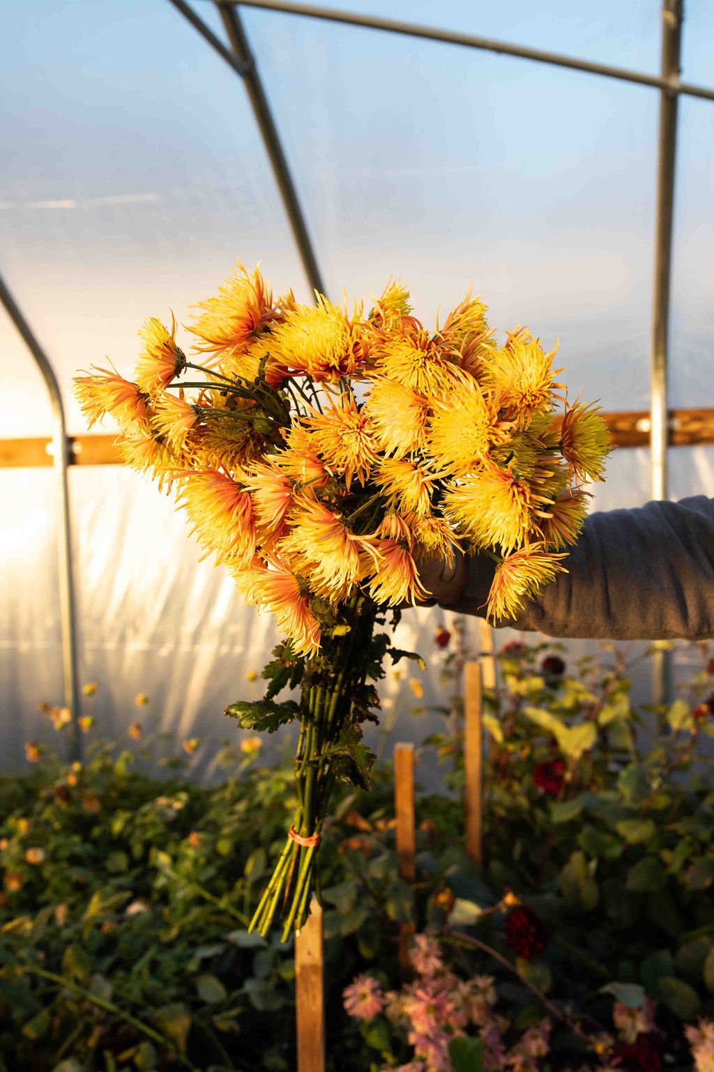 RC- Heirloom Chrysanthemum 'Saffina"