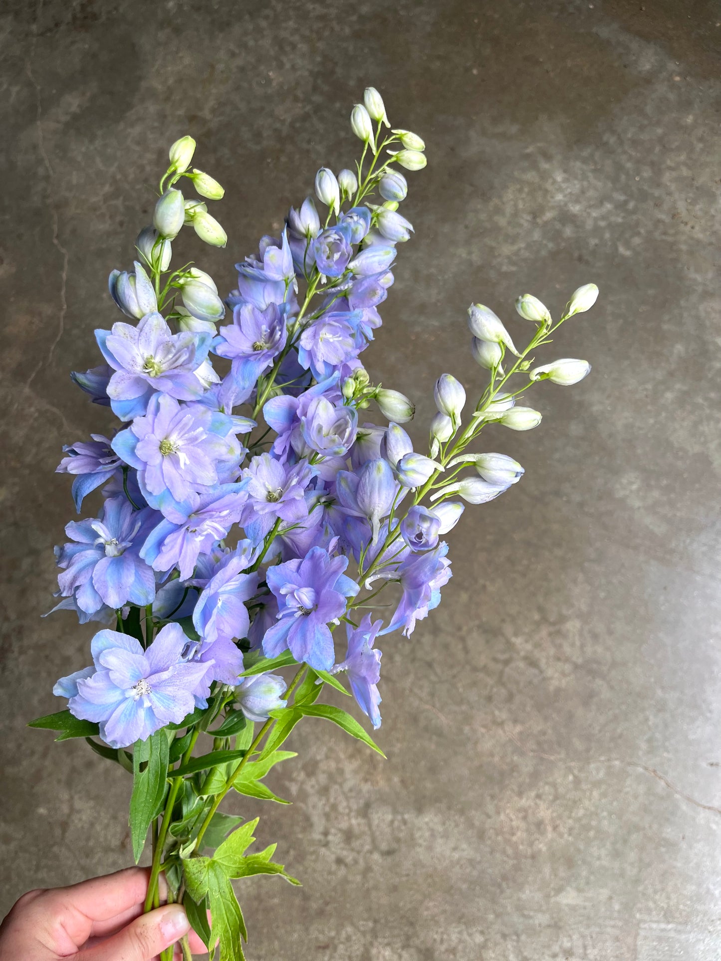 Delphinium Fonte Lavender