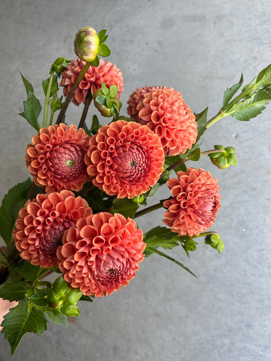 URC Bulk - Dahlia 'Cornel Bronze' (50 ct)