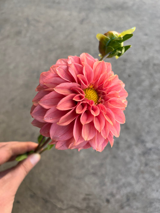 RC- Dahlia 'Keltie Rose' (1 plant)