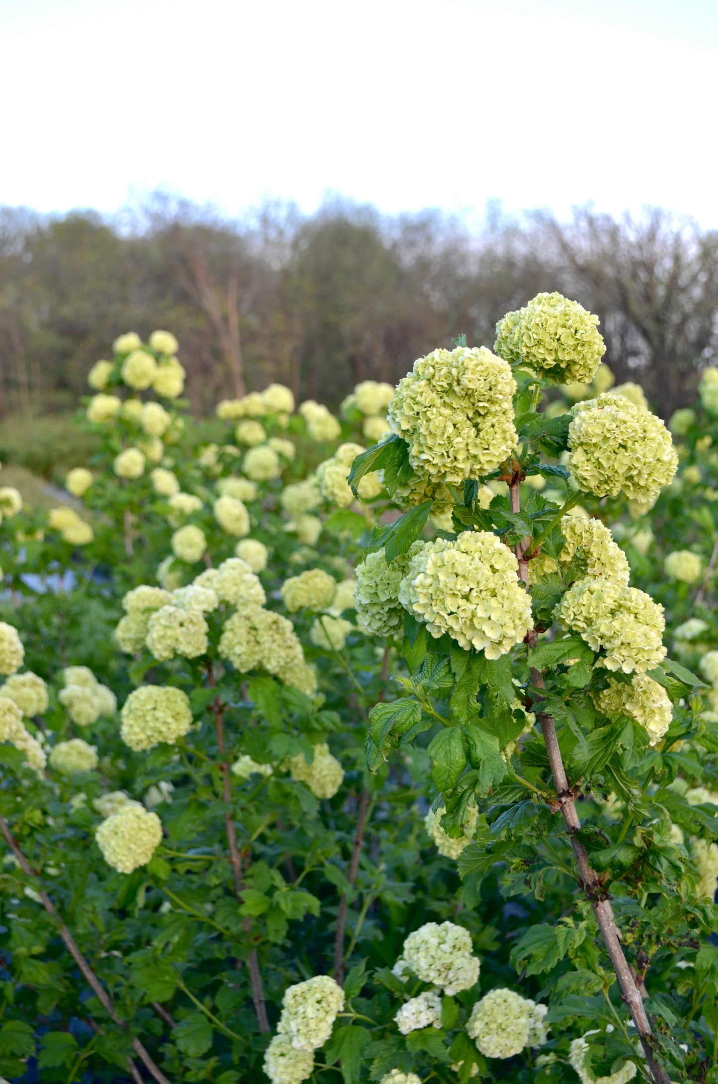 Quart Shrub - Viburnum opulus 'Roseum'