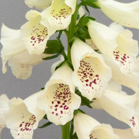 Digitalis 'Dottie Cream'