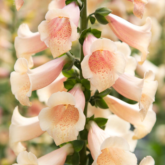 Digitalis 'Dottie Peach'