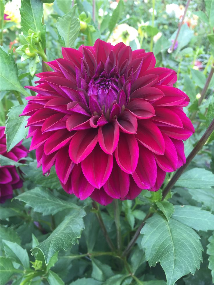 Dahlia Tuber 'Diva'