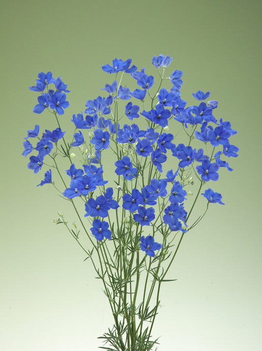 Delphinium Brezza Blue