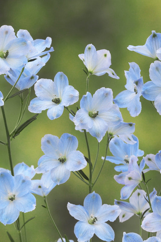 Delphinium Brezza Light Blue