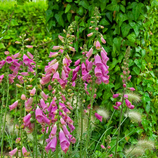 Digitalis 'Camelot Rose'