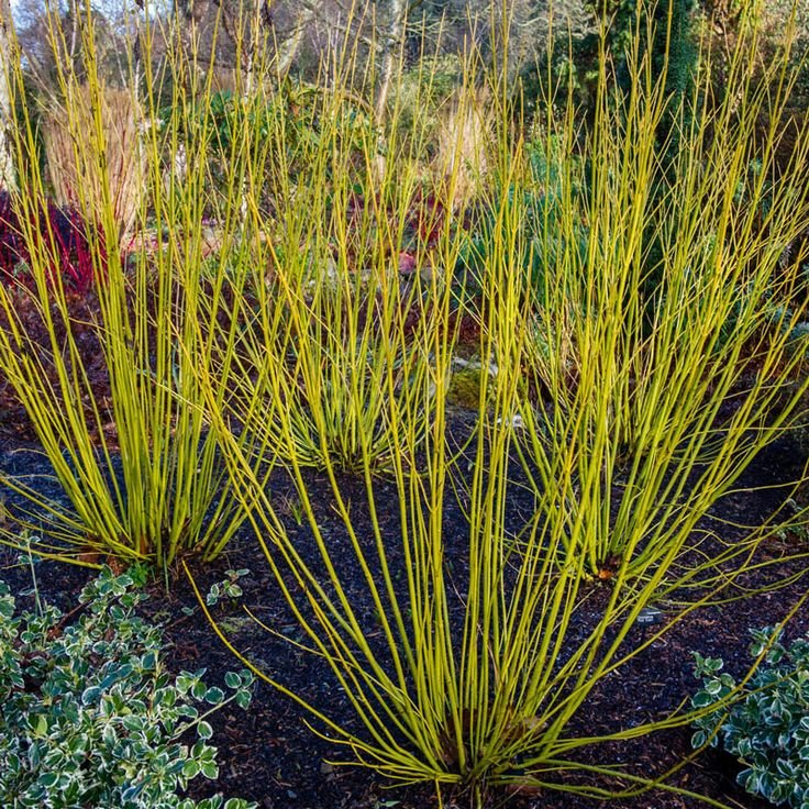 Cornus sericea Yellow Twig, lot of 3