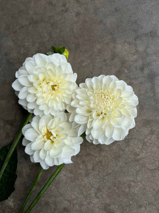 URC Bulk - Dahlia 'Boom Boom White' (50 ct)