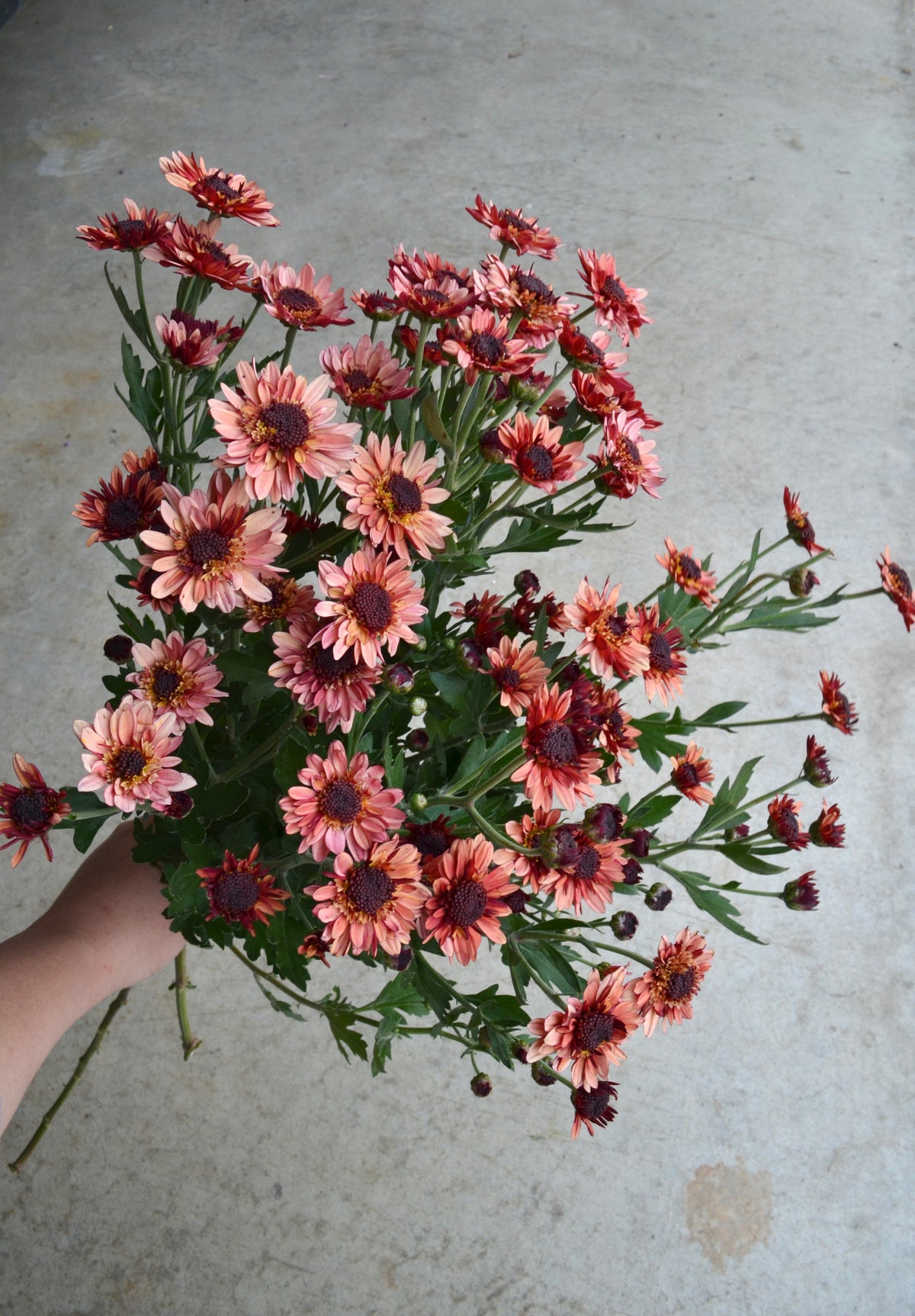 RC- Chrysanthemum 'Suntaste Peach' (4 pack)