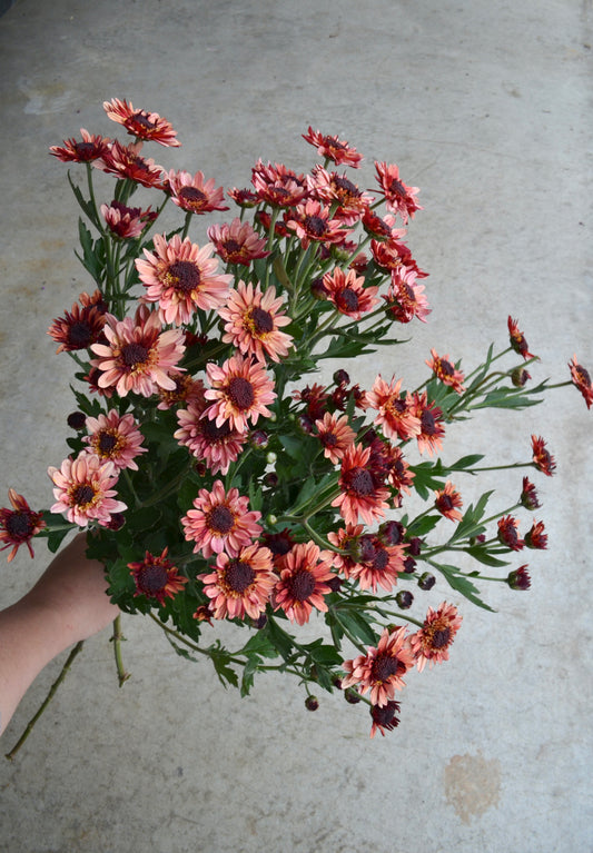 RC- Chrysanthemum 'Suntaste Peach' (4 pack)