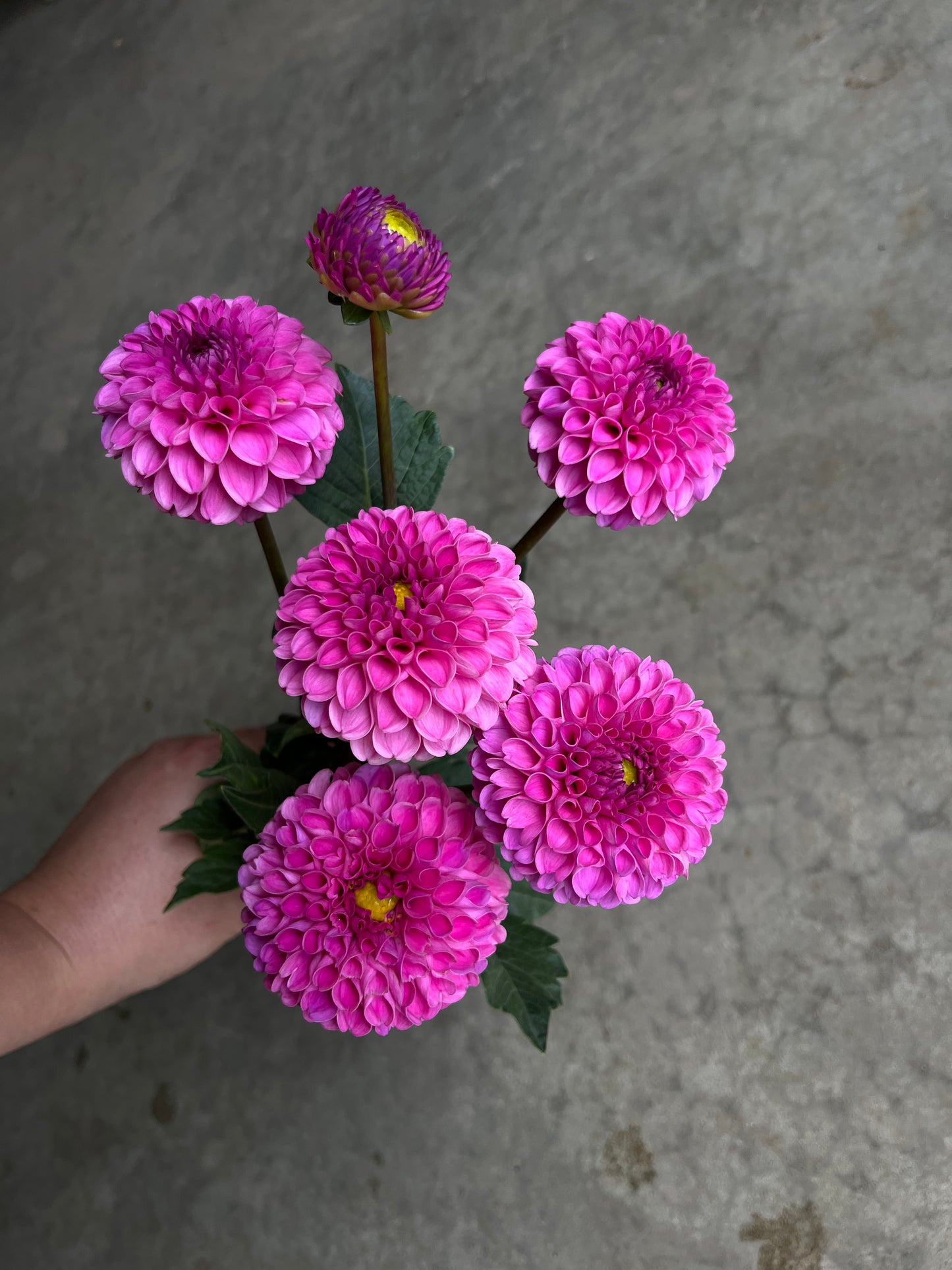RC- Dahlia 'Franz Kafka'  (4 pack)