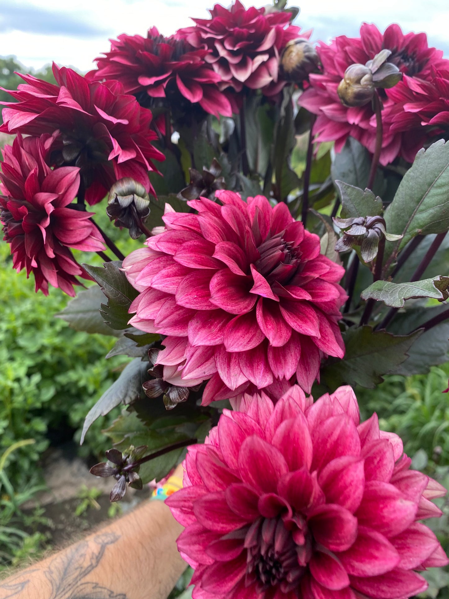 RC- Dahlia 'Night Silence'