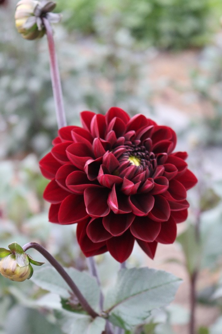 Dahlia Tuber 'Manoa'