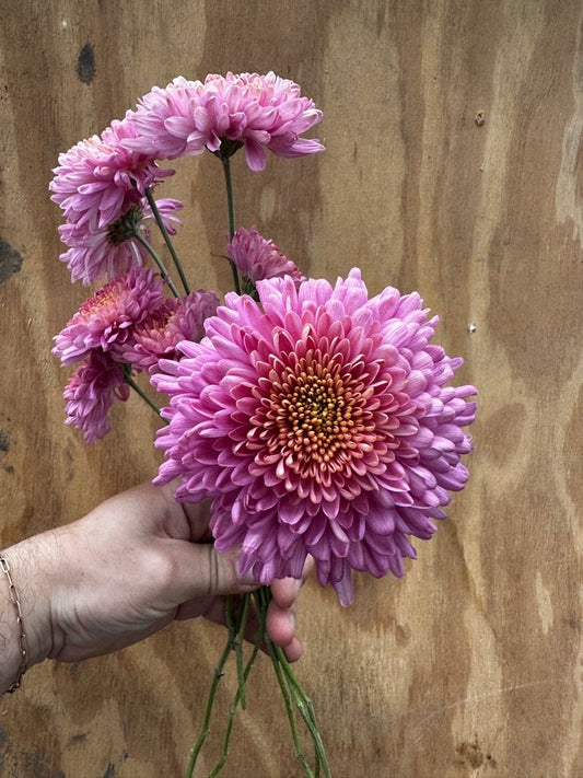 RC- Heirloom Chrysanthemum 'Fall Charm'