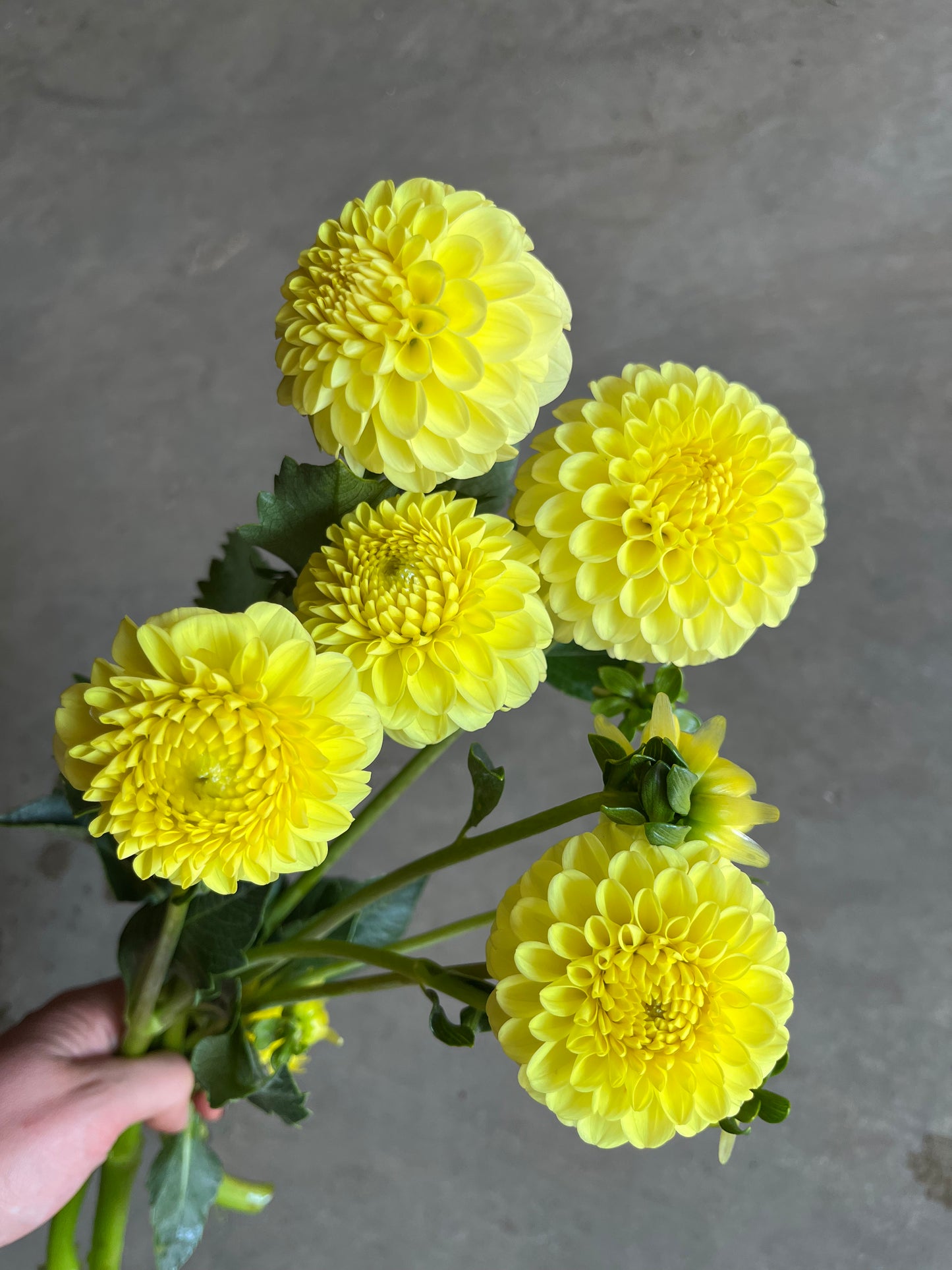 RC- Dahlia 'Golden Torch'  (4 pack)