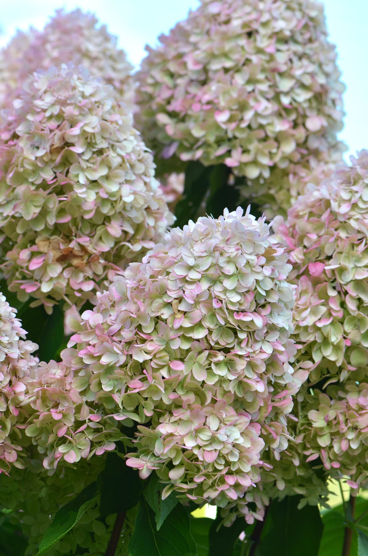 Bare Root - Hydrangea paniculata 'Limelight' (10 ct)