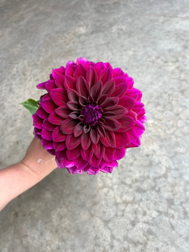 RC- Dahlia 'Diva'  (4 pack)