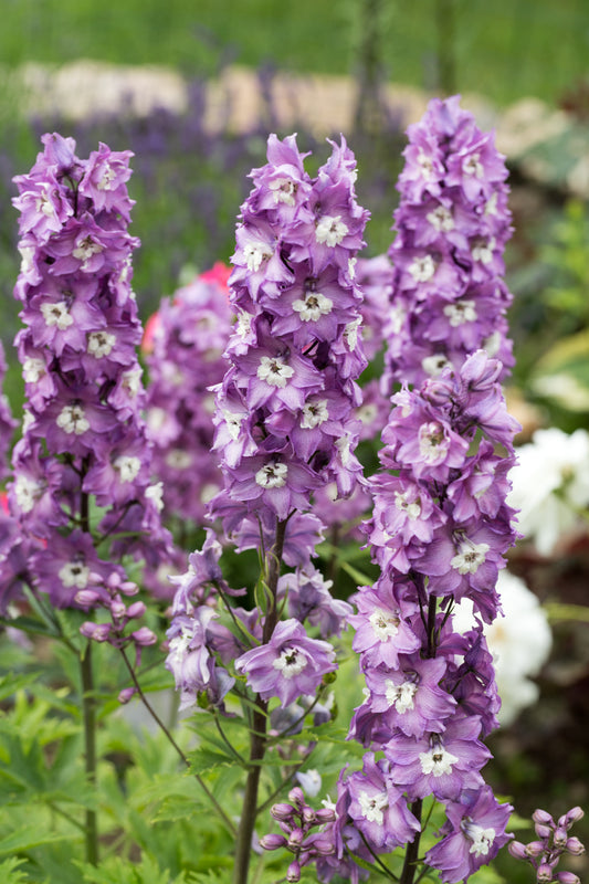 Delphinium 'Magic Fountains Cherry Blossom, White Bee'