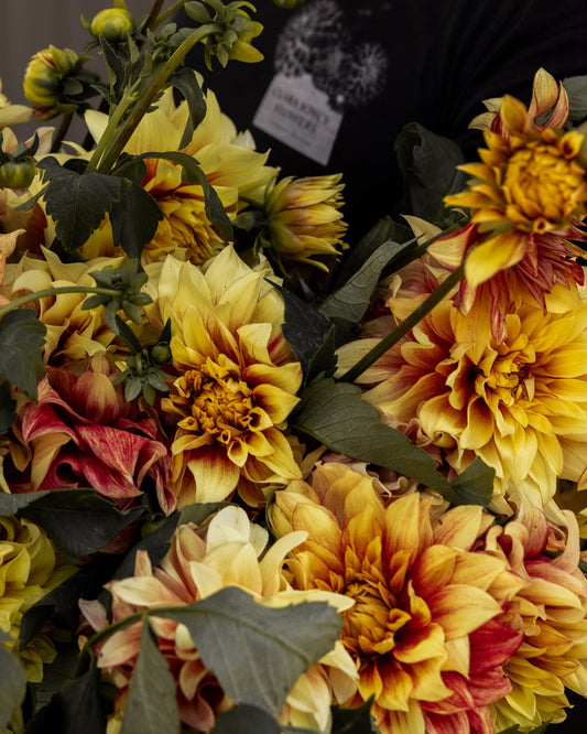 Dahlia Tuber 'Dazzling Sun'