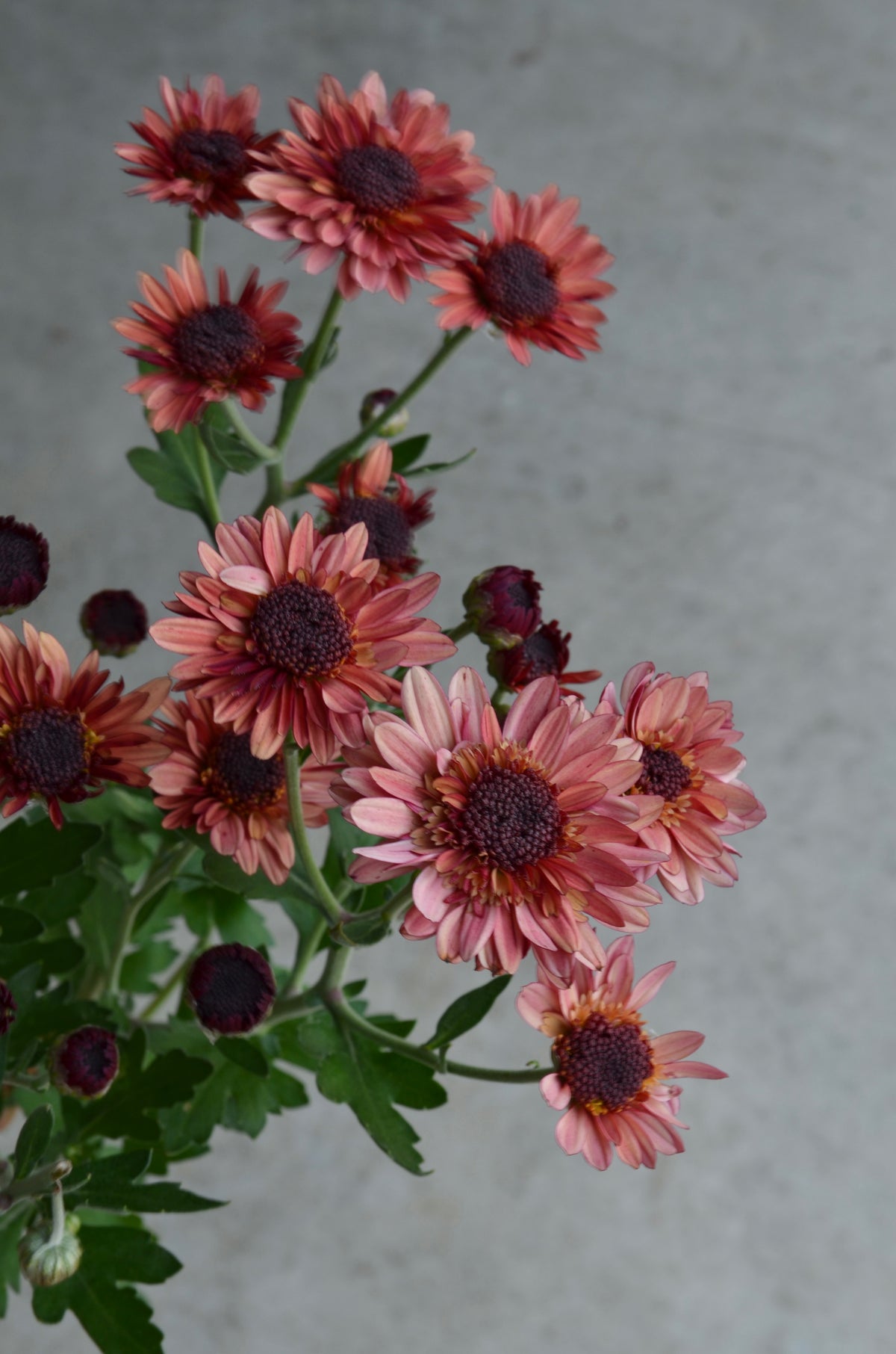 RC- Chrysanthemum 'Suntaste Peach' (4 pack)