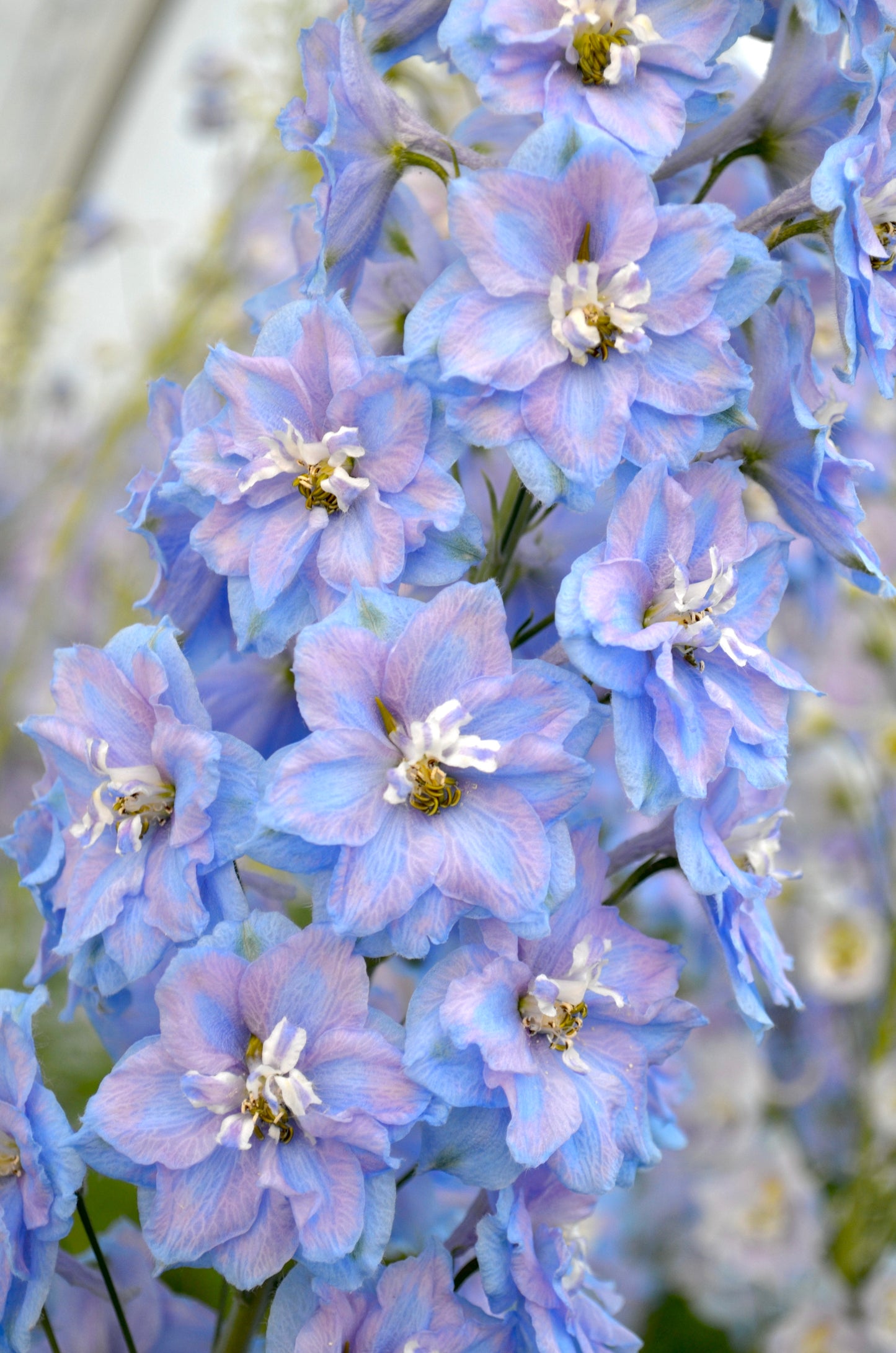 Delphinium 'Guardian Lavender'
