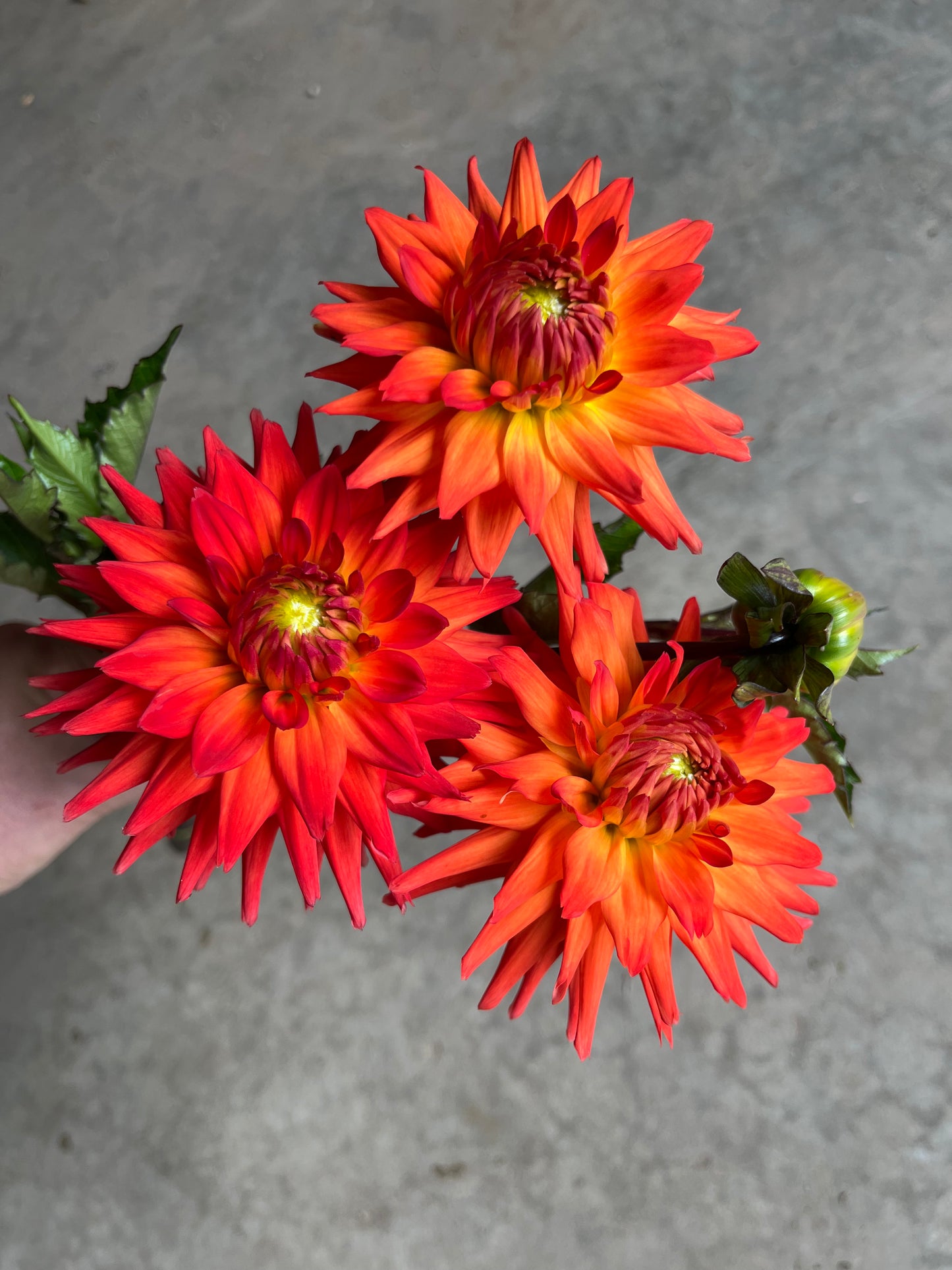 RC- Dahlia 'Hot Shot'  (4 pack)