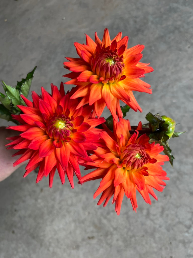 URC 'Hot Shot' Dahlia 10 Cuttings