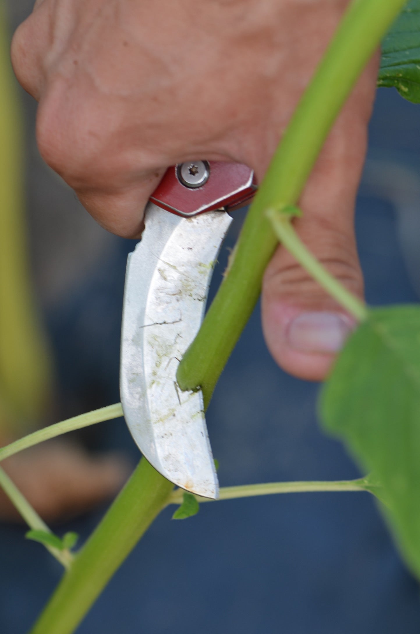 Tool - Hook Bill Utility Knife