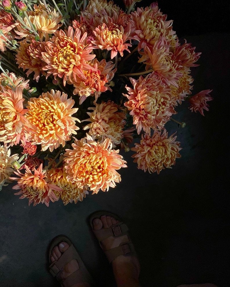 RC- Heirloom Chrysanthemum 'Fall Affair'