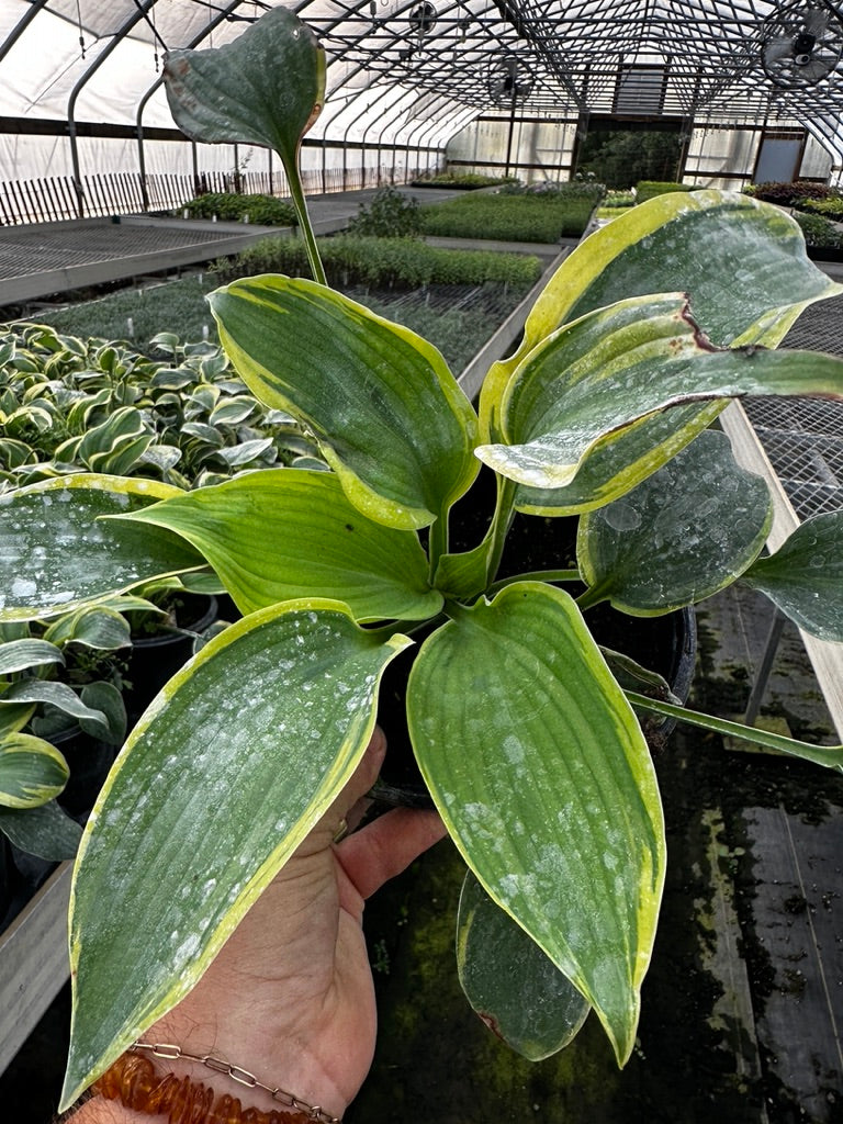 Hosta 'Earth Angel' 3 Plants