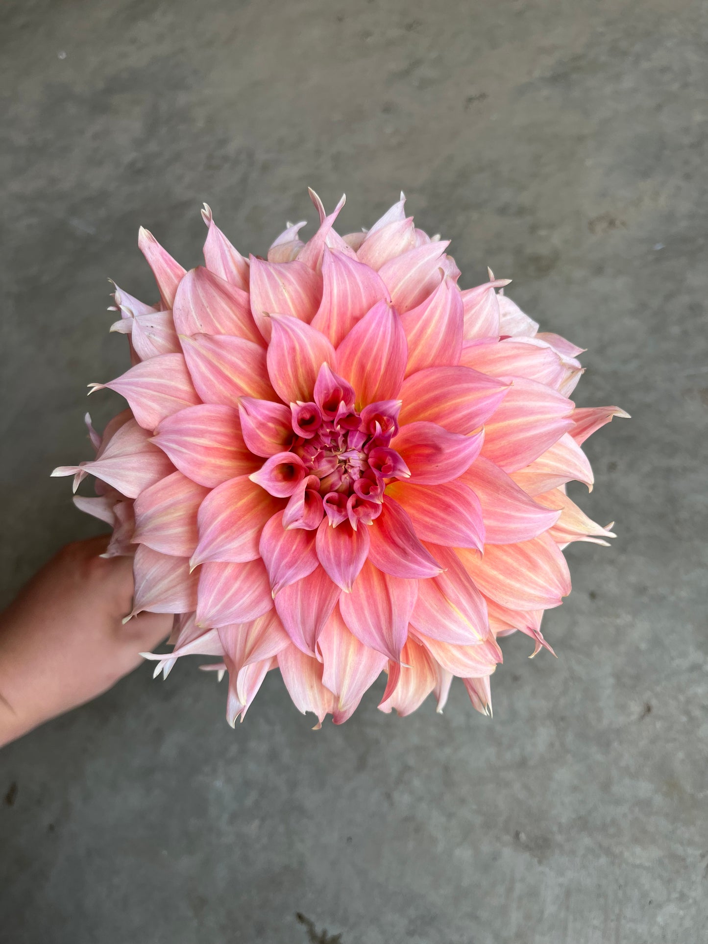 RC- Dahlia 'Summer Rain'  (1 plant)