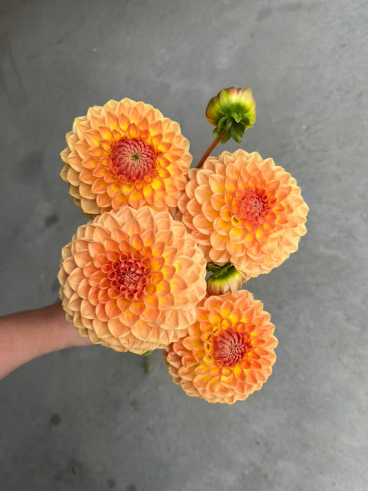 URC Bulk - Dahlia 'Blyton Softer Gleam' (50 ct)