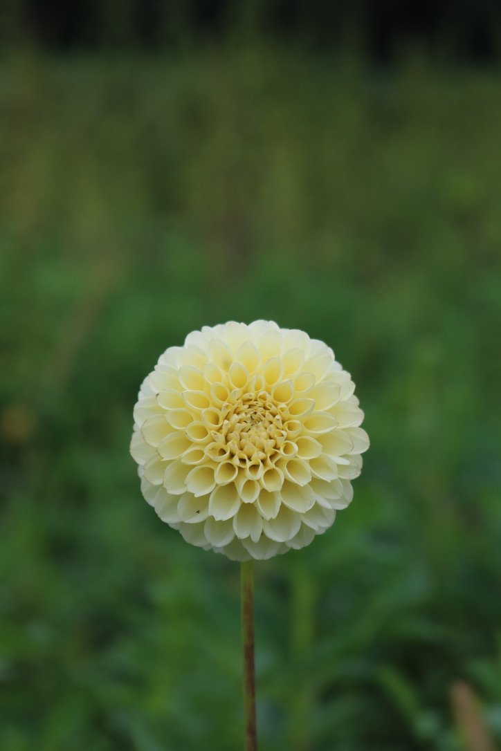 Dahlia Tuber 'Creamy'