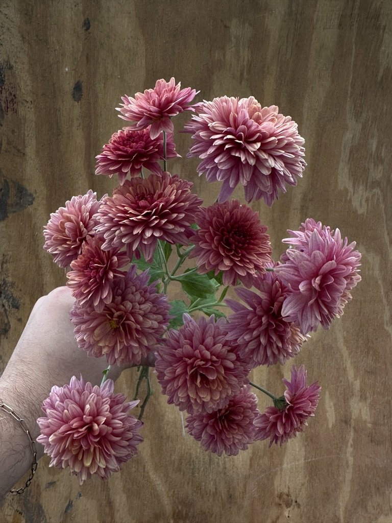 RC- Heirloom Chrysanthemum 'Royal Glamour'