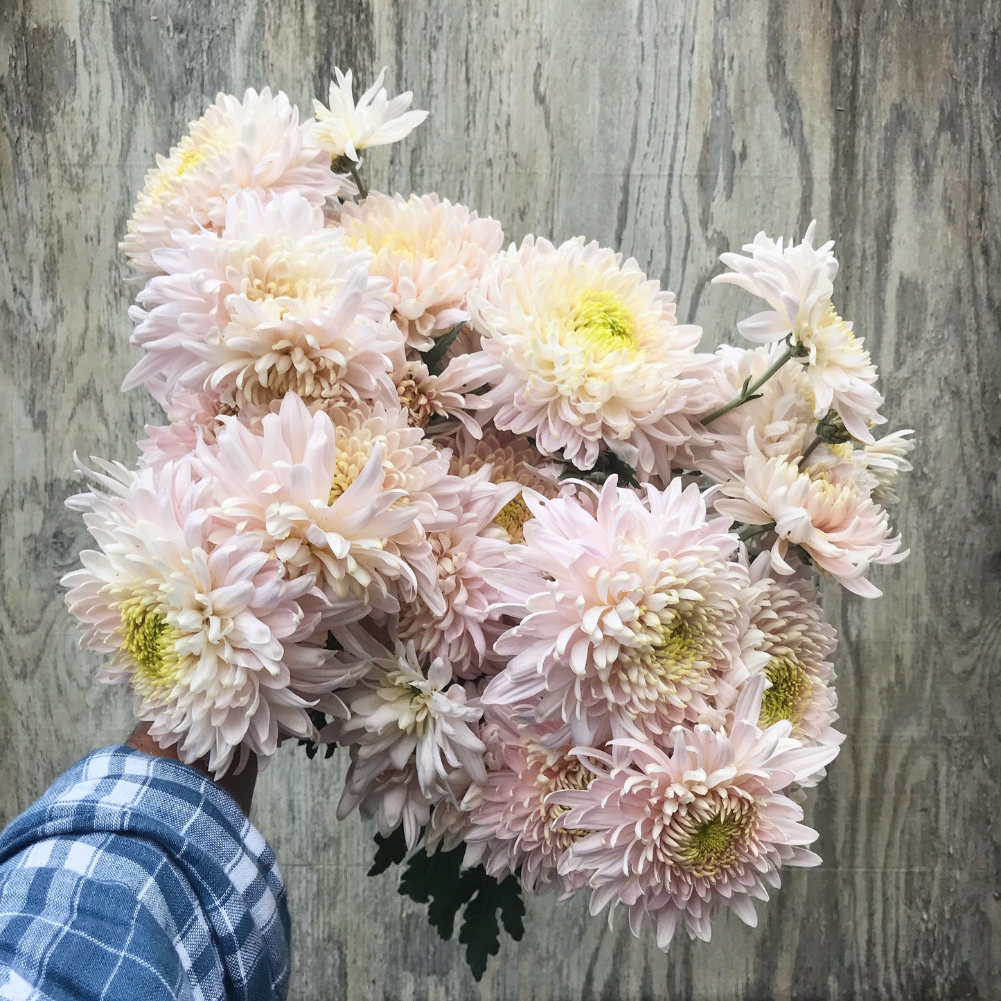 RC- Chrysanthemum 'Seaton's Je'Dore (4 pack)