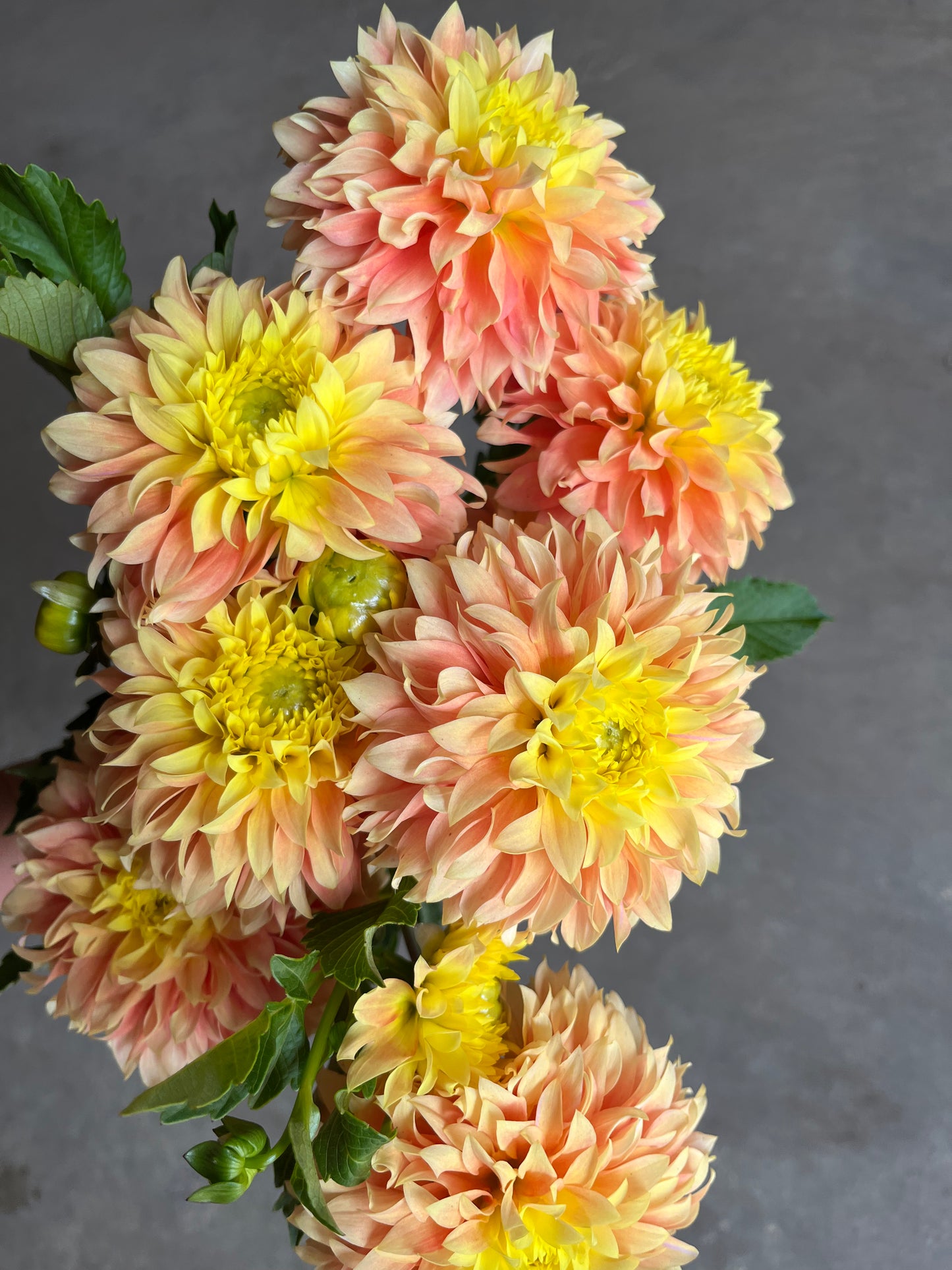 RC- Dahlia 'Deep Impact'  (4 pack)
